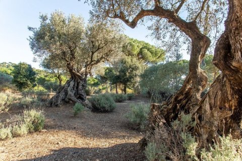 Сasa de 5 dormitorios en venta en Sant Andreu de Llavaneres, Barcelona, Cataluña, Spain № 3582 - foto 12