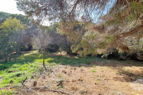 Parcela de 17000 m² en venta en Condado del Jaruco, Gerona, Cataluña, Spain № 3090 - foto 7