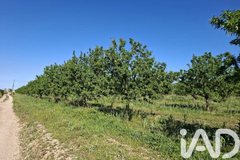 Propiedad comercial en venta en Ulldecona, Tarragona, Cataluña, Spain № 7428 - foto 3